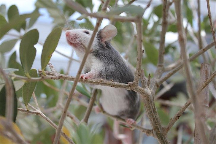 Mus Oda (RIP) billede 16