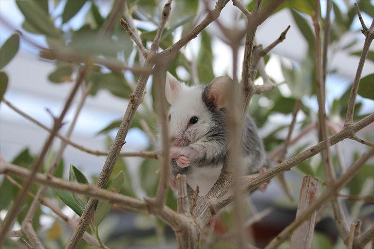 Mus Oda (RIP) billede 17