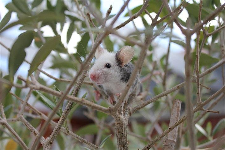 Mus Oda (RIP) billede 18