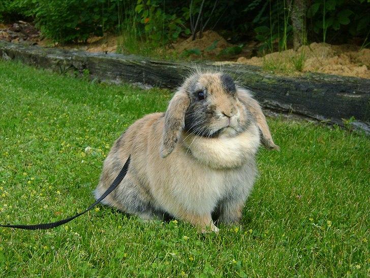 Kanin Stampe billede 2