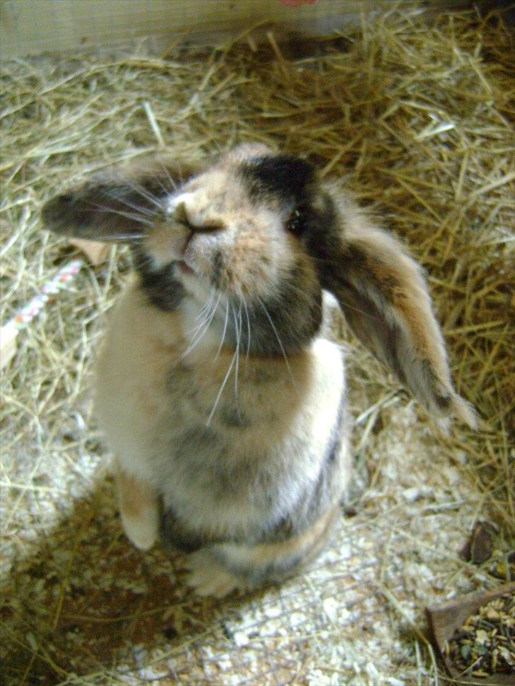 Kanin Stampe - den er lidt utydelig men syntes den er så sød billede 3