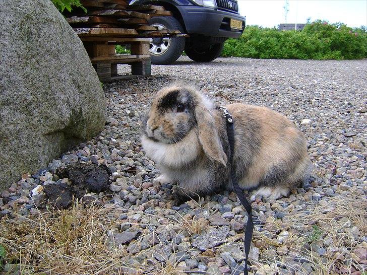 Kanin Stampe billede 4