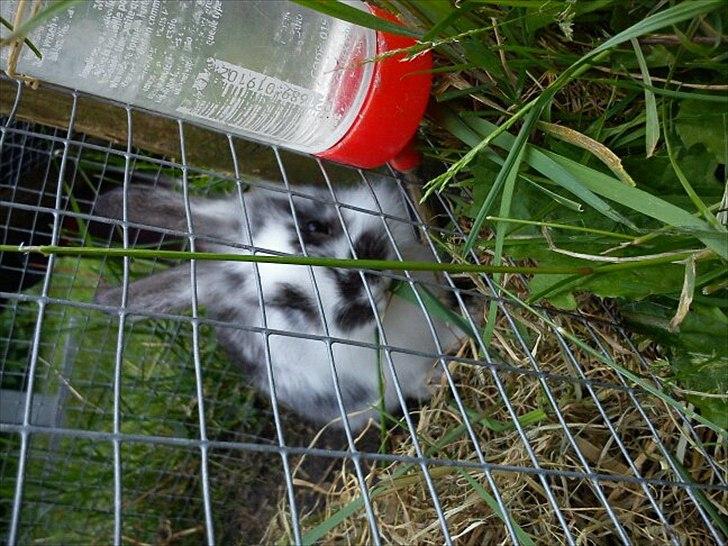 Kanin Fnuggi  billede 3