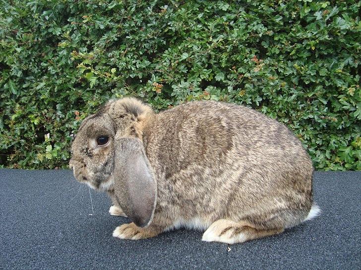 Kanin HJ's Landine<3 + UNGER! billede 1