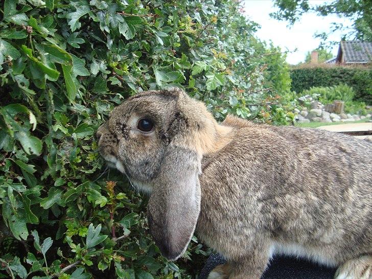 Kanin HJ's Landine<3 + UNGER! billede 2