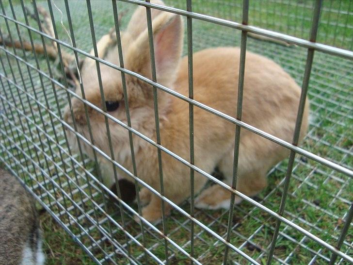 Kanin HJ's Prins Pjuske<3 billede 14