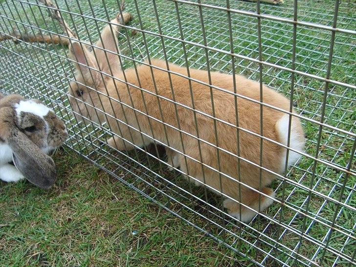 Kanin HJ's Prins Pjuske<3 billede 15