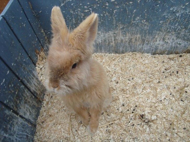 Kanin HJ's Prins Pjuske<3 billede 3