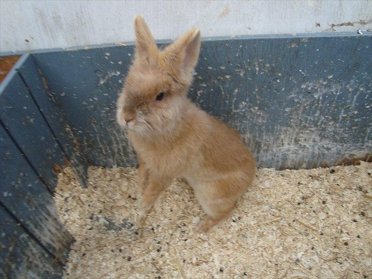 Kanin HJ's Prins Pjuske<3 billede 2