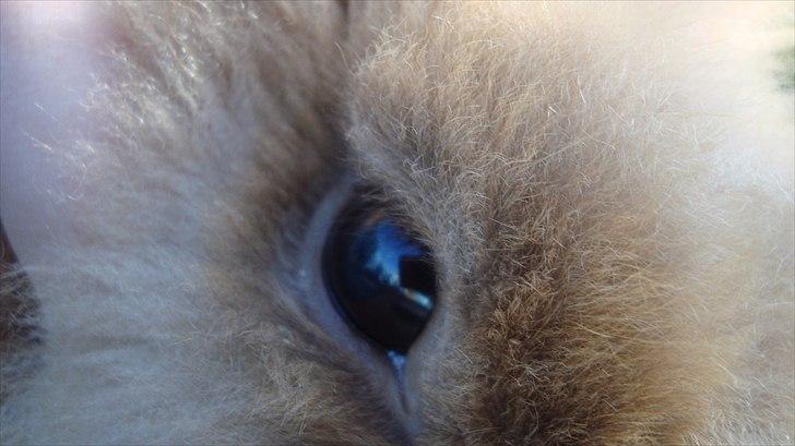 Kanin HJ's Prins Pjuske<3 billede 16