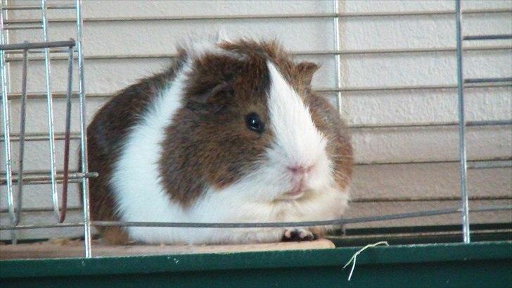 Marsvin | 'Hej' Manke | - Min basse sover OVEN på hans ''hus''<33<33 billede 10