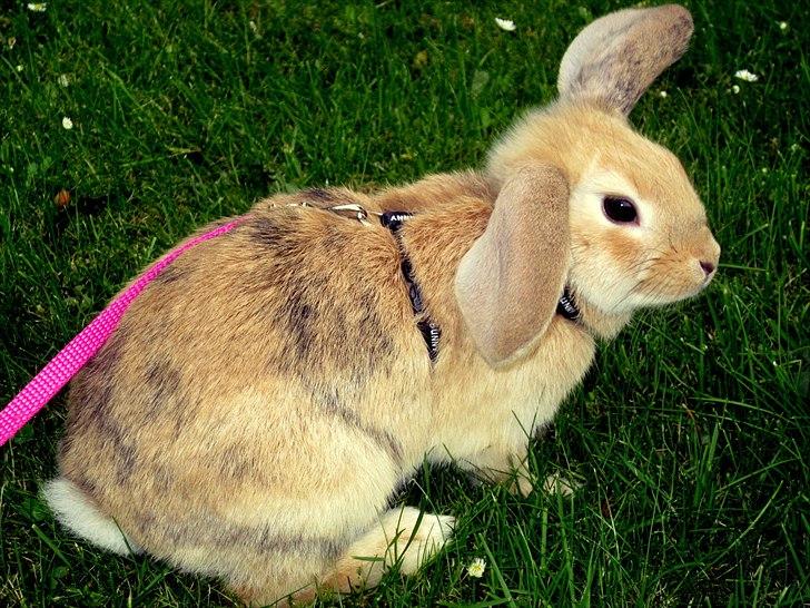 Kanin Nødkærlunds (Cute) Harmonia  billede 1