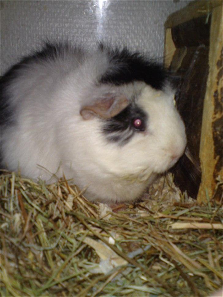 Marsvin smukke SHALLY R.I.P hvil i fred min pige billede 3