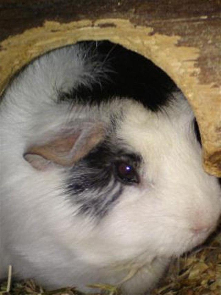 Marsvin smukke SHALLY R.I.P hvil i fred min pige billede 4