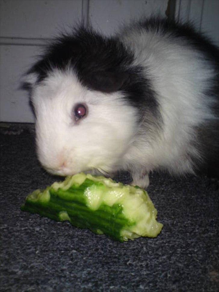 Marsvin smukke SHALLY R.I.P hvil i fred min pige billede 5