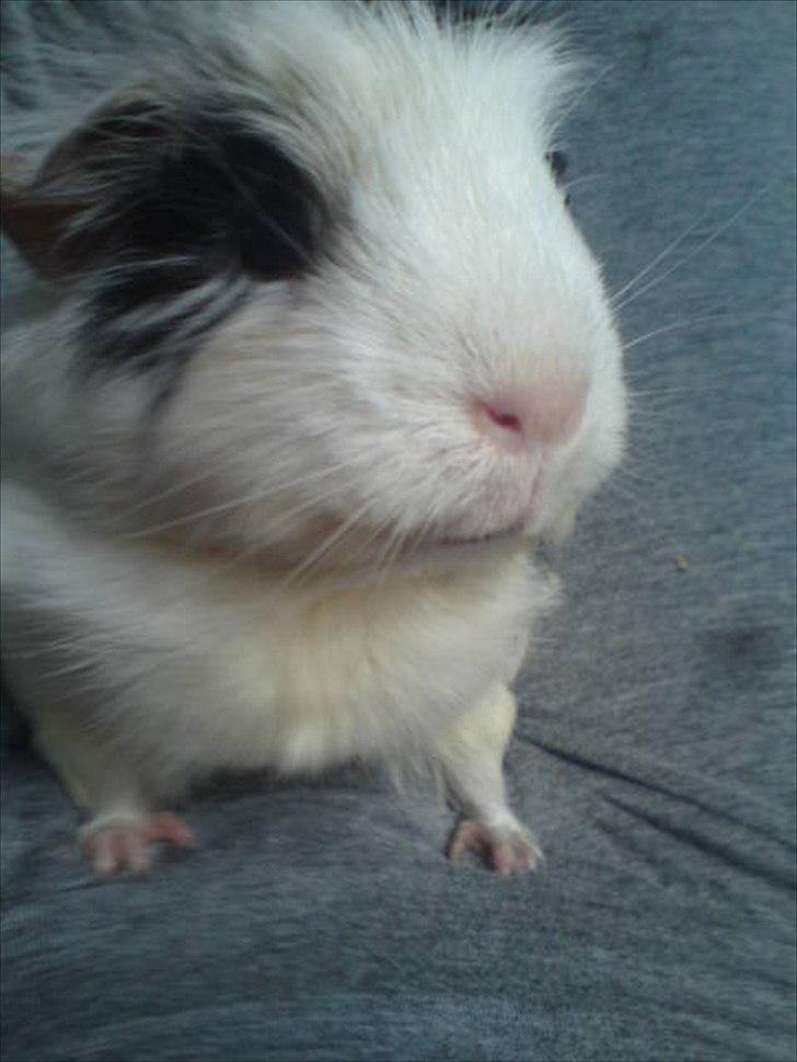 Marsvin smukke SHALLY R.I.P hvil i fred min pige billede 2