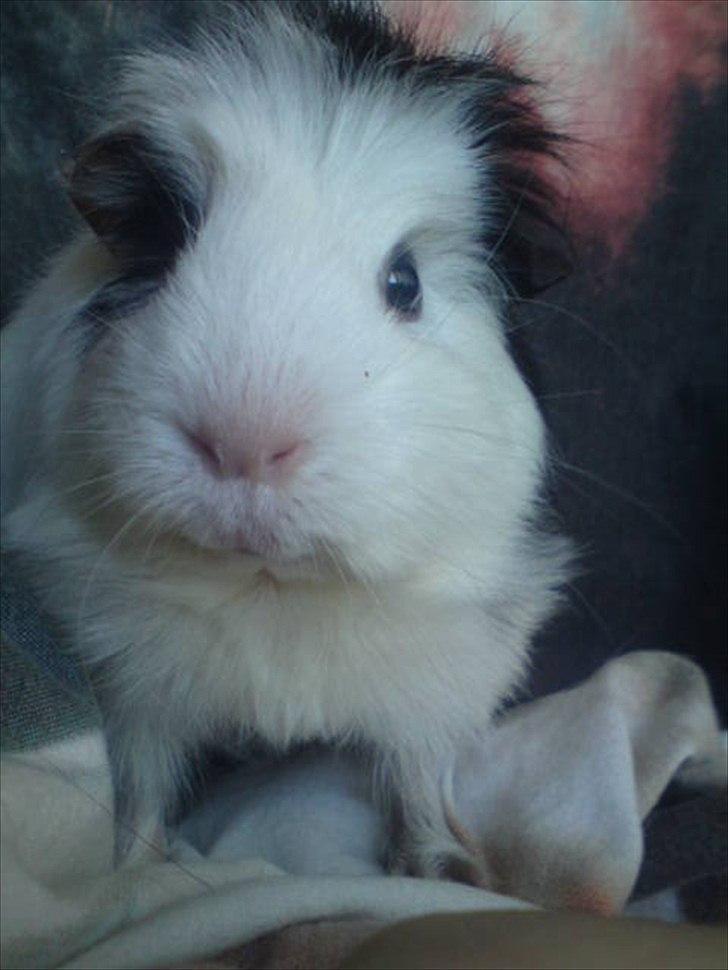 Marsvin smukke SHALLY R.I.P hvil i fred min pige billede 1