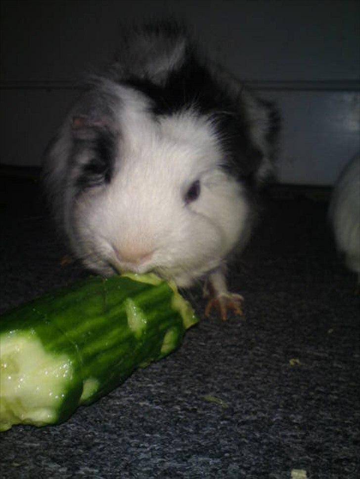 Marsvin smukke SHALLY R.I.P hvil i fred min pige billede 6