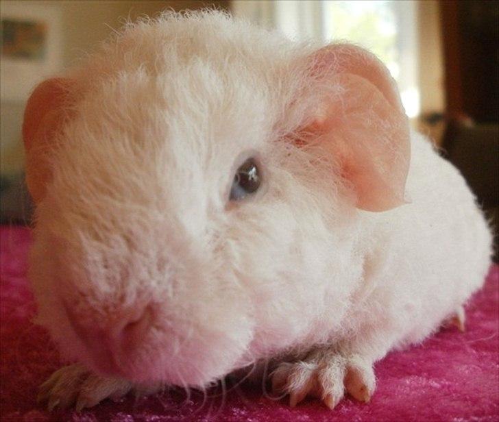 Marsvin Tjiksons Josef billede 1