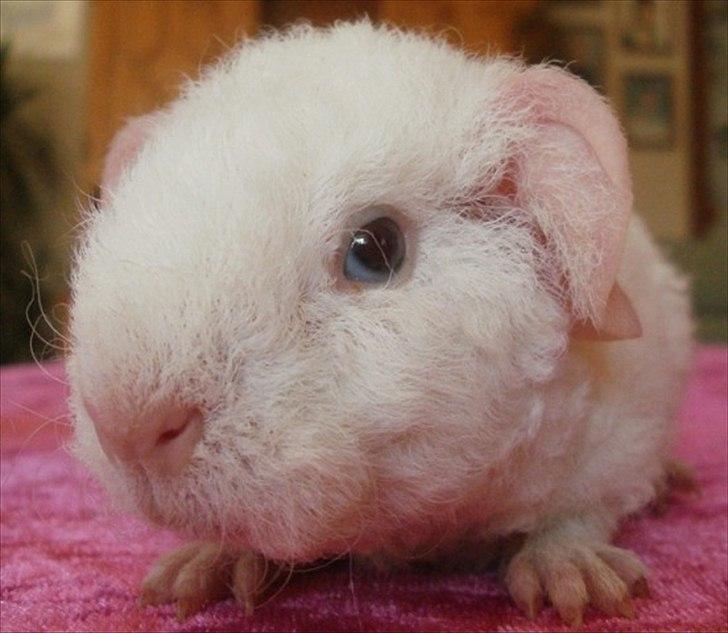 Marsvin Tjiksons Josef billede 2