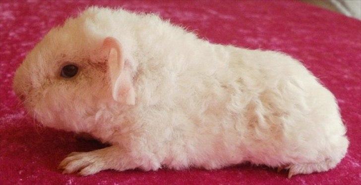 Marsvin Tjiksons Josef billede 3