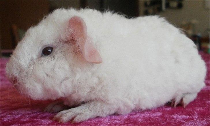 Marsvin Tjiksons Josef billede 4