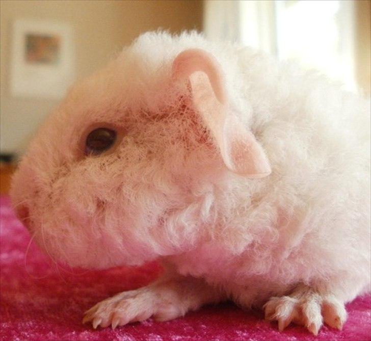 Marsvin Tjiksons Josef billede 5