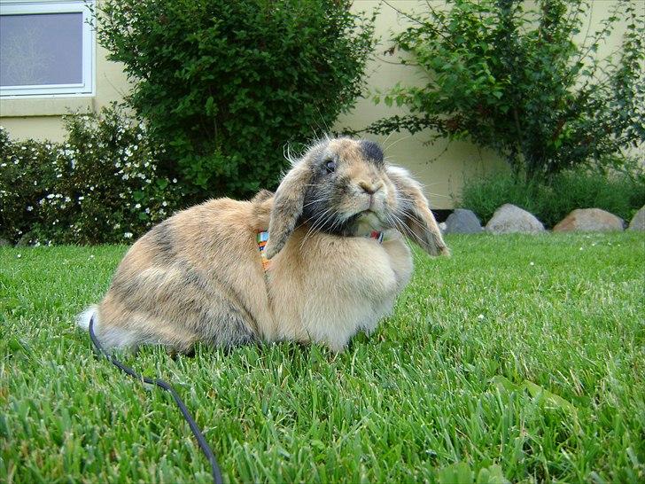 Kanin Stampe billede 9