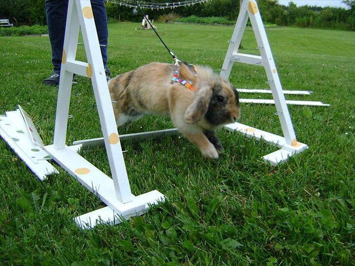 Kanin Stampe billede 6