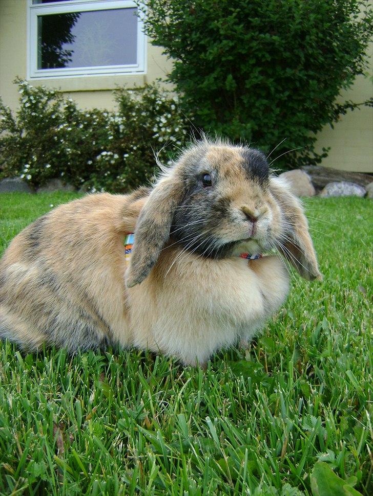 Kanin Stampe billede 10