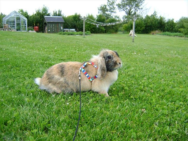 Kanin Stampe billede 12