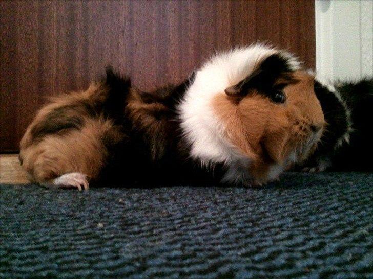 Marsvin Tamaya billede 18