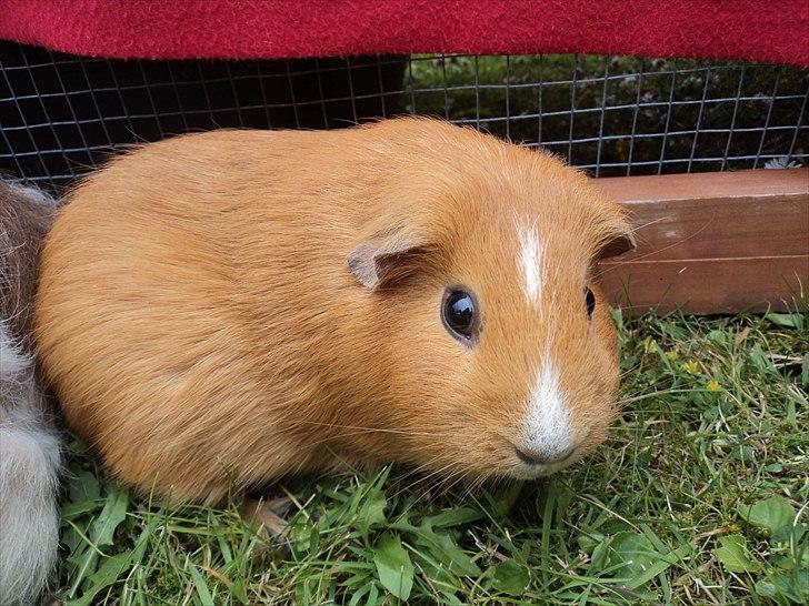 Marsvin Luna billede 2