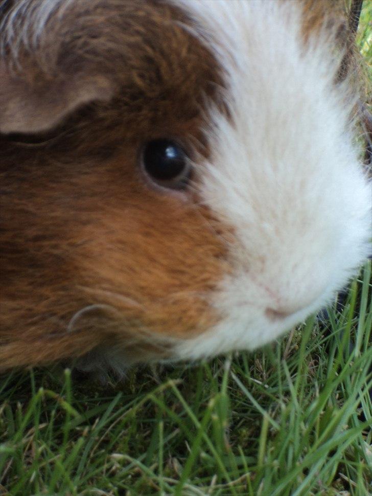 Marsvin amanda billede 1