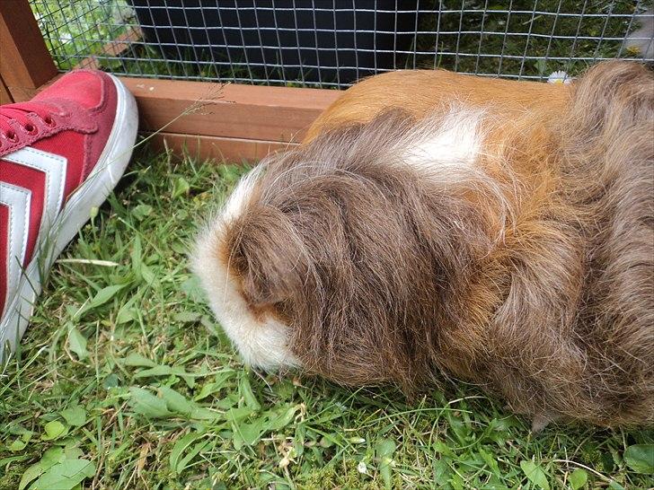 Marsvin amanda billede 9