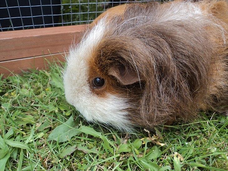 Marsvin amanda billede 10