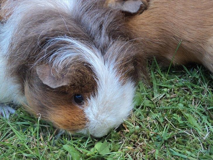 Marsvin amanda billede 11