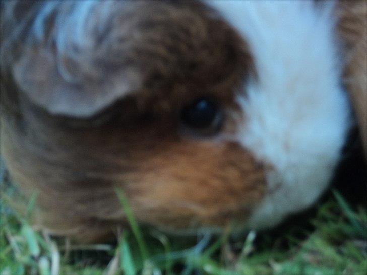 Marsvin amanda billede 12