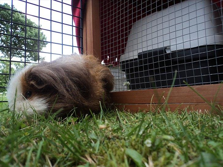 Marsvin amanda billede 13