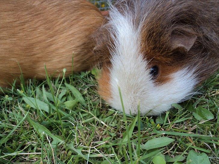 Marsvin amanda billede 15