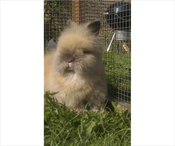 Kanin Krusty billede 1