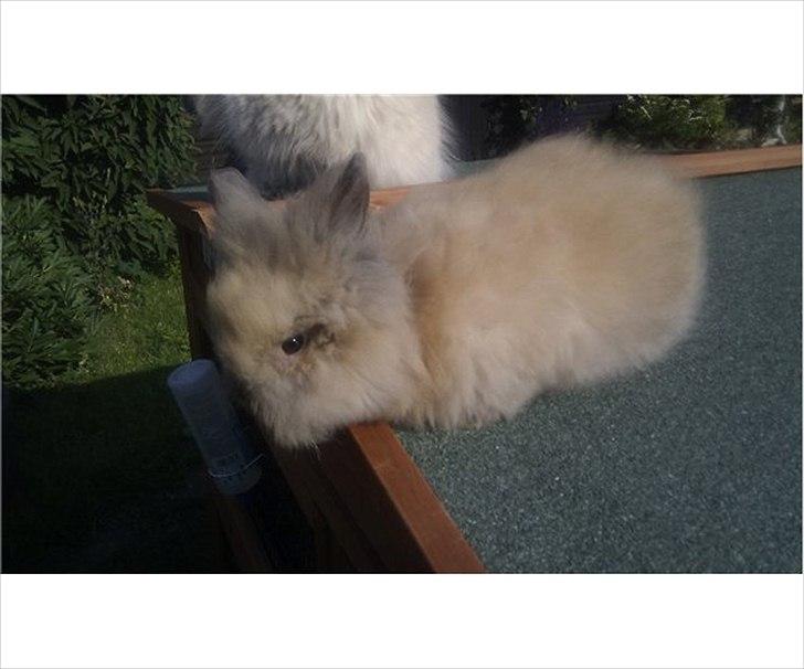 Kanin Krusty billede 2