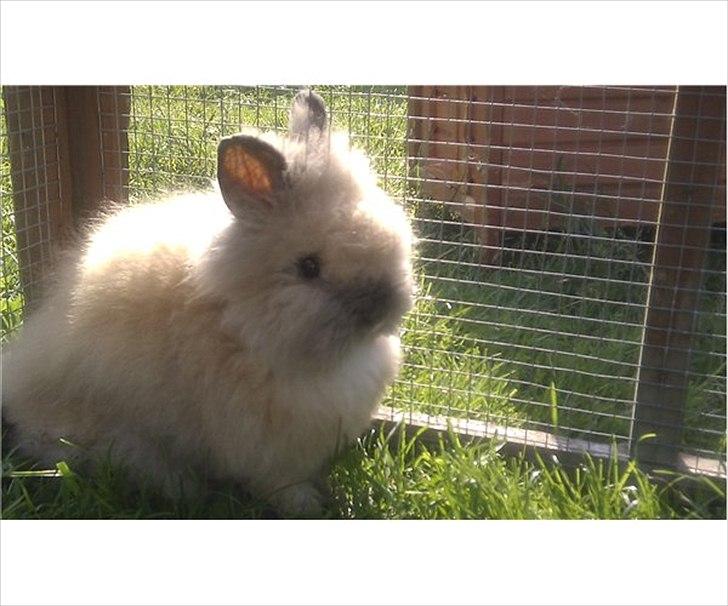 Kanin Krusty billede 3