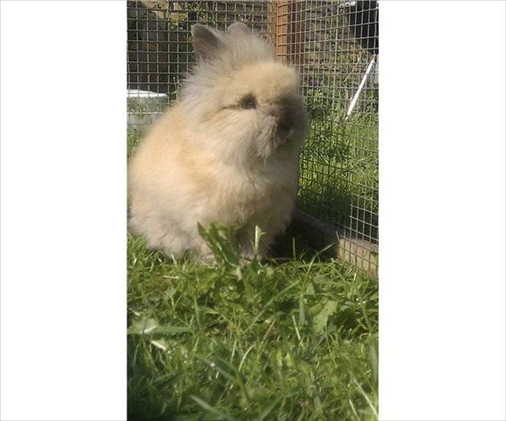 Kanin Krusty billede 4