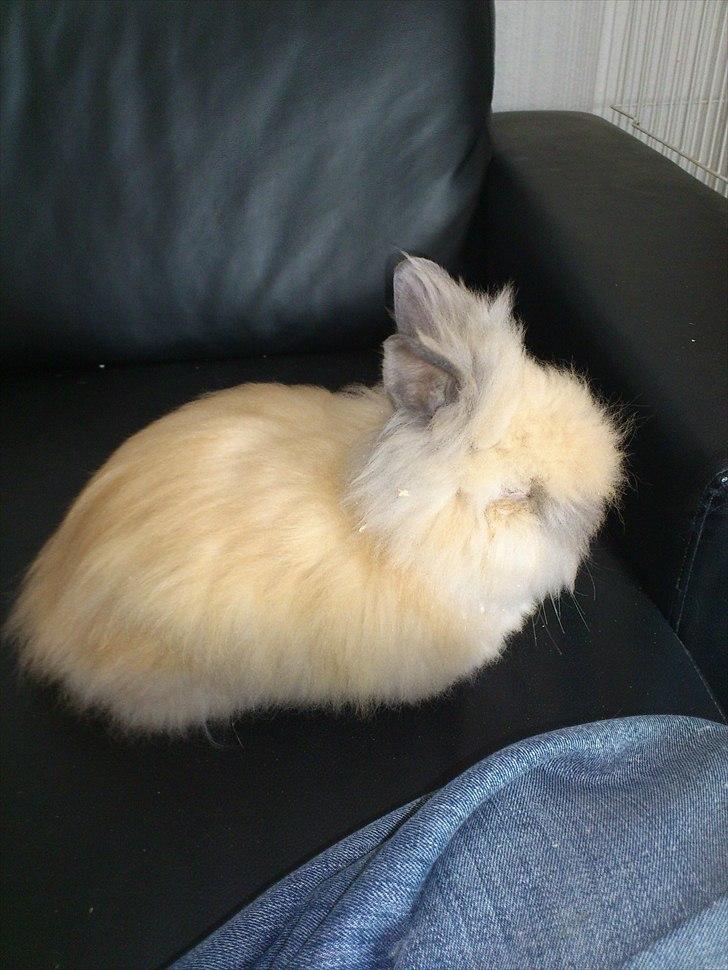 Kanin Krusty billede 5