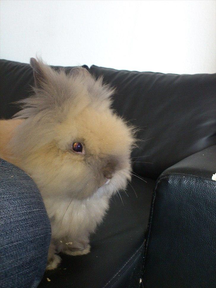 Kanin Krusty billede 6