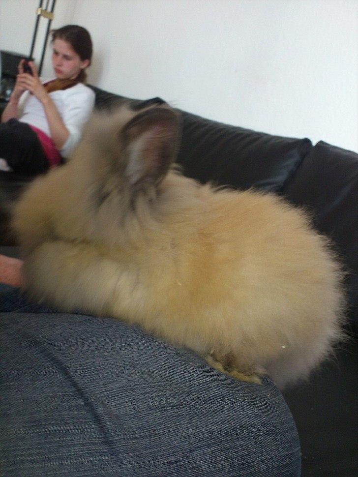 Kanin Krusty billede 7