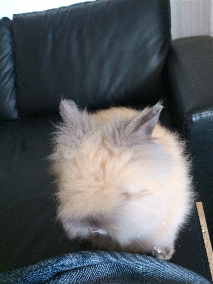 Kanin Krusty billede 8