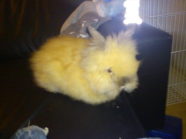 Kanin Krusty billede 9