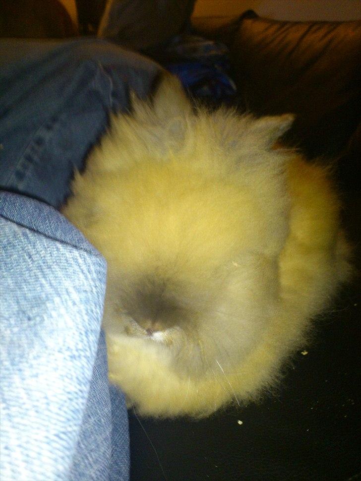 Kanin Krusty billede 10